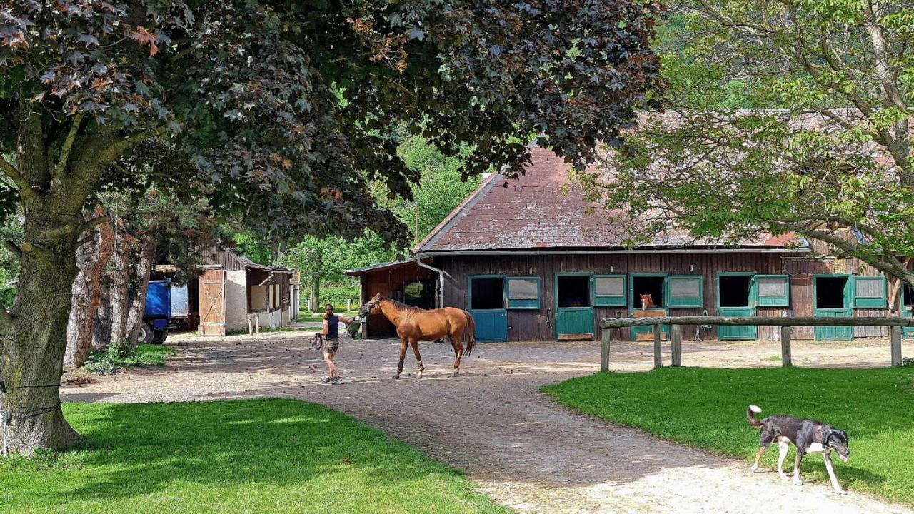 Ferienwohnung Pferdewelt Reichenau Exterior foto