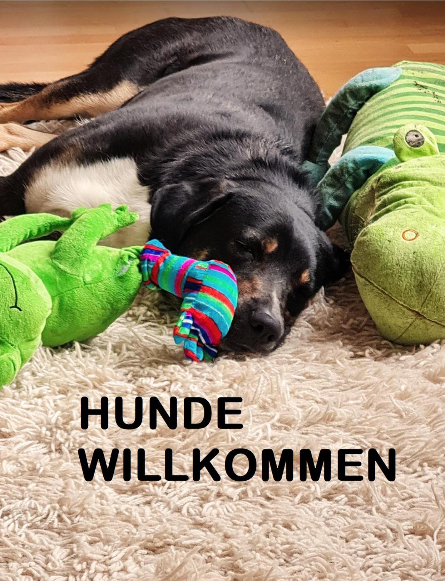 Ferienwohnung Pferdewelt Reichenau Exterior foto